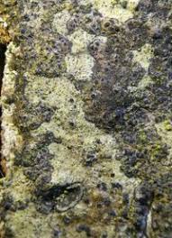 Attēlu rezultāti vaicājumam “Alyxoria varia”