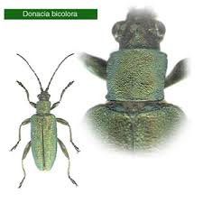 Attēlu rezultāti vaicājumam “Donacia dentata”