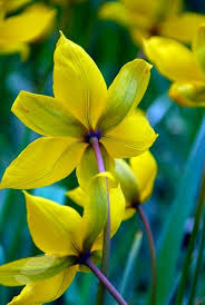Attēlu rezultāti vaicājumam “Tulipa sylvestris flower”