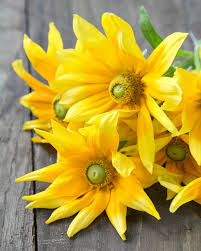 Attēlu rezultāti vaicājumam “Rudbeckia hirta var. hirta leaf”