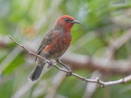 Attēlu rezultāti vaicājumam “Myurella julacea”