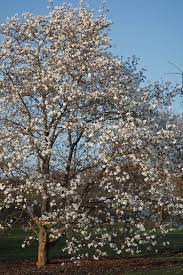 Attēlu rezultāti vaicājumam “Magnolia kobus flower”