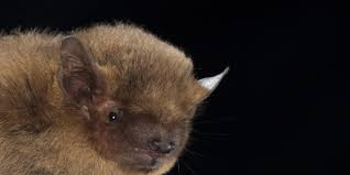 Attēlu rezultāti vaicājumam “Pipistrellus pygmaeus”