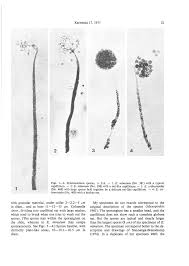 Attēlu rezultāti vaicājumam “Enerthenema papillatum young”