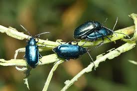 Attēlu rezultāti vaicājumam “Altica sp.”