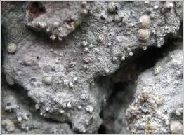 Attēlu rezultāti vaicājumam “Lecanactis abietina”