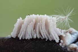 Attēlu rezultāti vaicājumam “Stemonitis pallida macro”