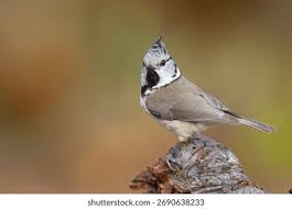 Attēlu rezultāti vaicājumam “Lophophanes cristatus adult”