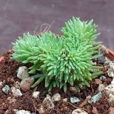 Attēlu rezultāti vaicājumam “Sedum rupestre leaf”