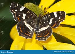 Attēlu rezultāti vaicājumam “Limenitis camilla”