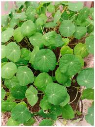 Attēlu rezultāti vaicājumam “Tropaeolum majus leaf”