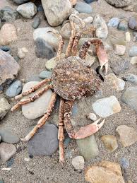 Image result for Maja brachydactyla