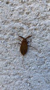 Attēlu rezultāti vaicājumam “Nepa cinerea imago”