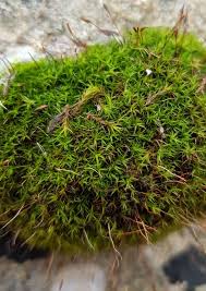 Attēlu rezultāti vaicājumam “Didymodon rigidulus”