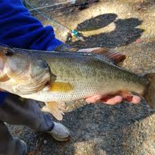 Image result for The Lancaster Fish