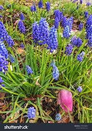 Attēlu rezultāti vaicājumam “Muscari neglectum”