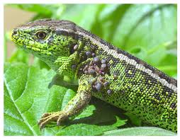 Attēlu rezultāti vaicājumam “Lacerta agilis male”