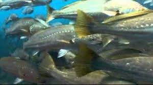 Image result for Argyrosomus coronus