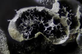 Attēlu rezultāti vaicājumam “Badhamia affinis var. microspora spores”