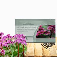 Attēlu rezultāti vaicājumam “Bergenia crassifolia flower”