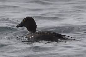 Attēlu rezultāti vaicājumam “Bucephala clangula”