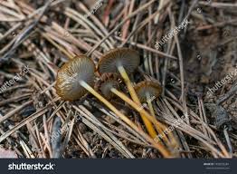 Attēlu rezultāti vaicājumam “Entoloma vernum”