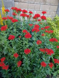 Attēlu rezultāti vaicājumam “Silene chalcedonica flower”