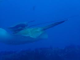 Image result for Megatrygon microps