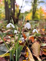 Attēlu rezultāti vaicājumam “Galanthus nivalis leaf”