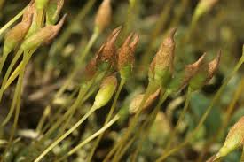 Attēlu rezultāti vaicājumam “Polytrichastrum pallidisetum cells”