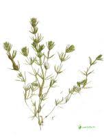 Attēlu rezultāti vaicājumam “Chara tomentosa”