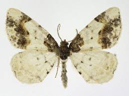 Attēlu rezultāti vaicājumam “Ligdia adustata”