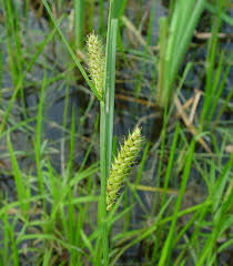 Attēlu rezultāti vaicājumam “Carex vesicaria”