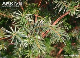 Attēlu rezultāti vaicājumam “Taxus wallichiana”