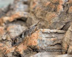 Attēlu rezultāti vaicājumam “Glyphotaelius pellucidus”