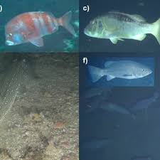 Image result for Polysteganus undulosus