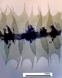 Attēlu rezultāti vaicājumam “Lophocolea coadunata”