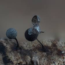 Attēlu rezultāti vaicājumam “Collaria arcyrionema macro”