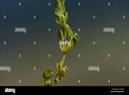 Attēlu rezultāti vaicājumam “Chara globularis”