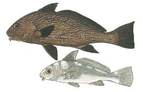 Image result for Pachymetopon grande