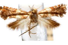 Attēlu rezultāti vaicājumam “Glyphipterigidae”