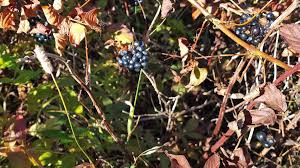 Attēlu rezultāti vaicājumam “Carex sylvatica fruit”