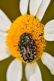 Attēlu rezultāti vaicājumam “Oxythyrea funesta”