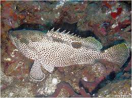 Image result for Epinephelus adscensionis