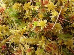 Attēlu rezultāti vaicājumam “Sphagnum molle”