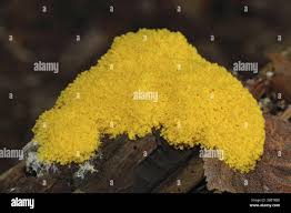 Attēlu rezultāti vaicājumam “Fuligo septica var. flava macro”