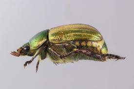 Attēlu rezultāti vaicājumam “Anomala dubia”