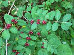 Attēlu rezultāti vaicājumam “Lonicera xylosteum”