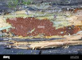 Attēlu rezultāti vaicājumam “Trichia scabra spores”