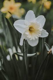 Attēlu rezultāti vaicājumam “Narcissus”